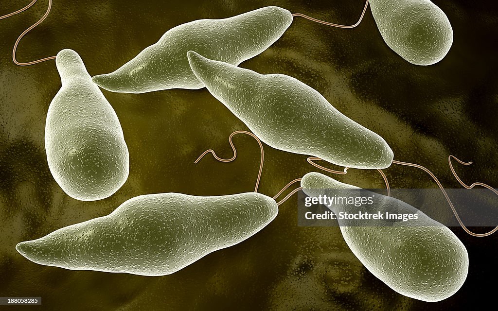 Conceptual image of Euglena.