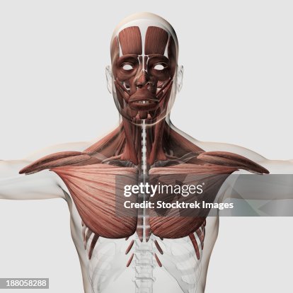 Anatomy Of Male Muscular System Side View High-Res Vector Graphic ...