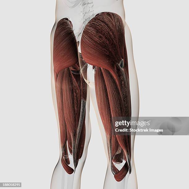Hamstring Post View Hamstring Anatomy Stock-Fotos und Bilder - Getty Images