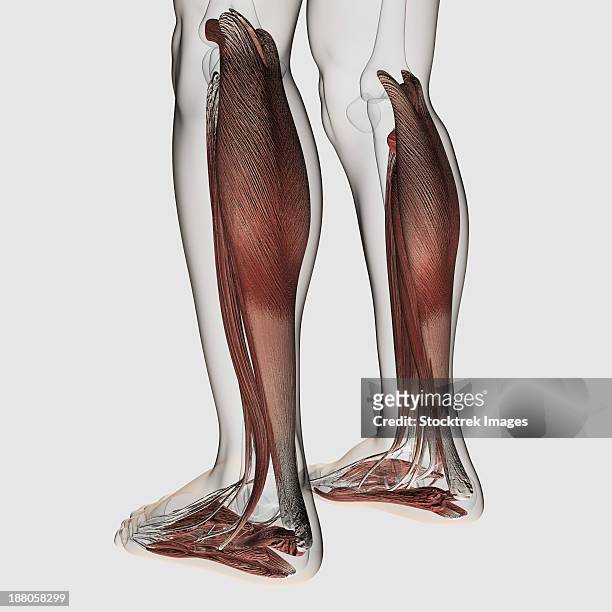 male muscle anatomy of the human legs, anterior view. - calf human leg stock illustrations