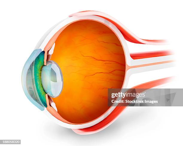 anatomy of human eye, perspective. - vitreous humour stock illustrations