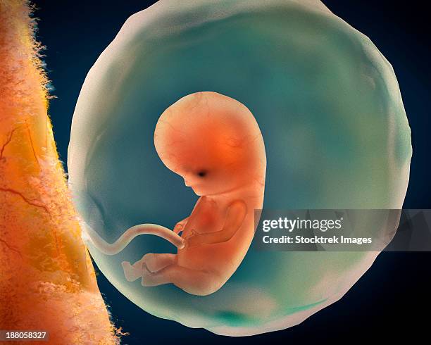 bildbanksillustrationer, clip art samt tecknat material och ikoner med medical illustration of fetus development at 9 weeks. - foster