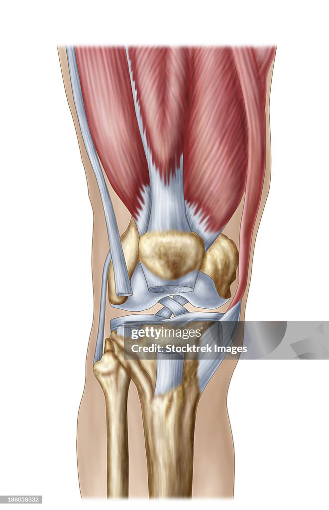 Anatomy of human knee joint.