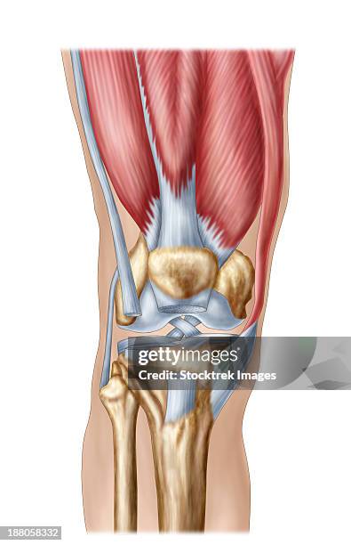 anatomy of human knee joint. - fibrocartilage stock illustrations