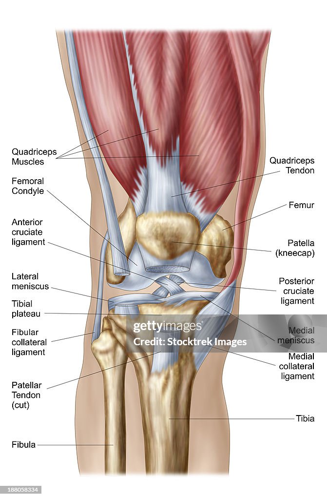 Anatomy of human knee joint.
