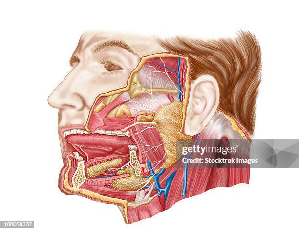 anatomy of human salivary glands. - physiologie stock-grafiken, -clipart, -cartoons und -symbole