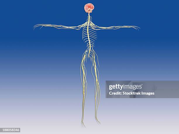 central nervous system with human brain. - plexus lumbalis stock-grafiken, -clipart, -cartoons und -symbole