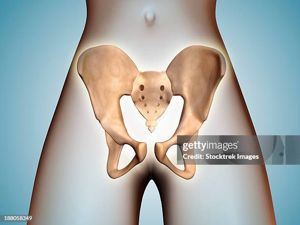 anatomy of pelvic bone on female body. - acetabulum stock illustrations