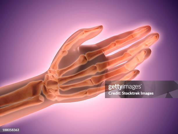 conceptual image of bones in human hand. - proximal phalanges stock illustrations