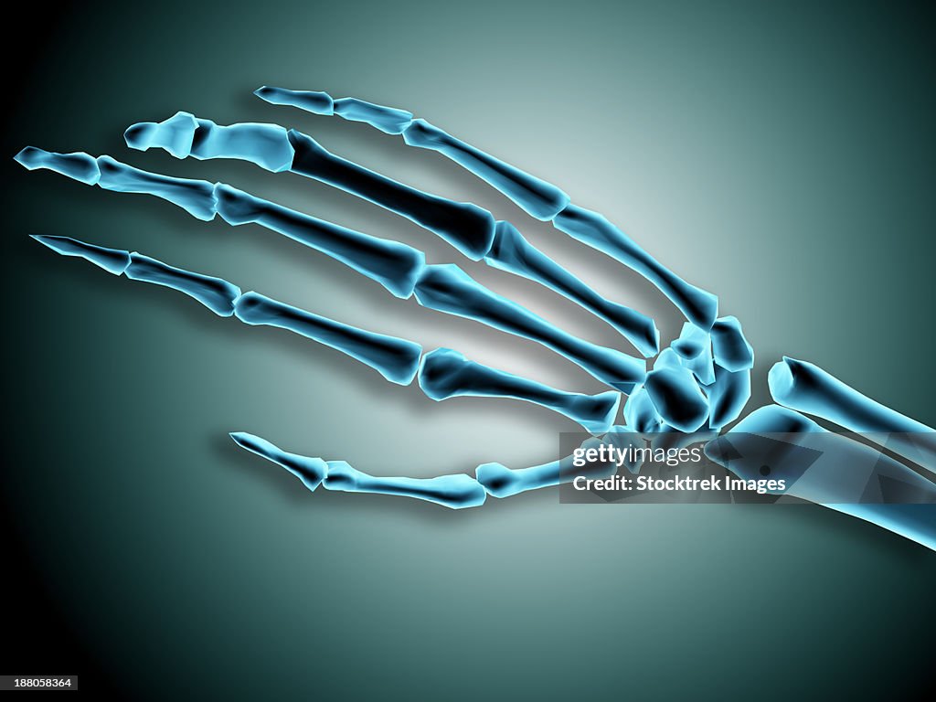 X-ray view of bones in human hand.
