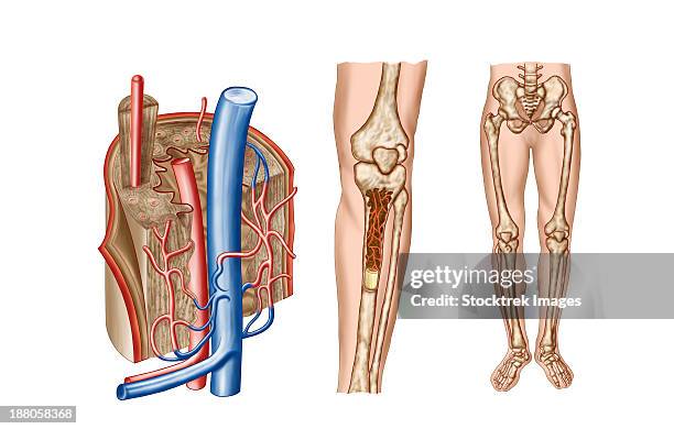 anatomy of human bone marrow. - 毛細血管点のイラスト素材／クリップアート素材／マンガ素材／アイコン素材