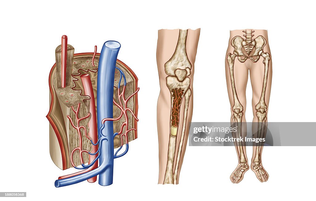 Anatomy of human bone marrow.