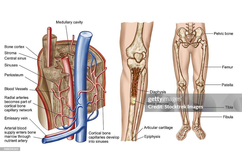 Anatomy of human bone marrow.