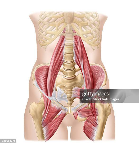 anatomy of iliopsoa, often referred to as the dorsal hip muscles. these muscles are distinct in the abdomen. - ligamentum sacrospinosum stock illustrations