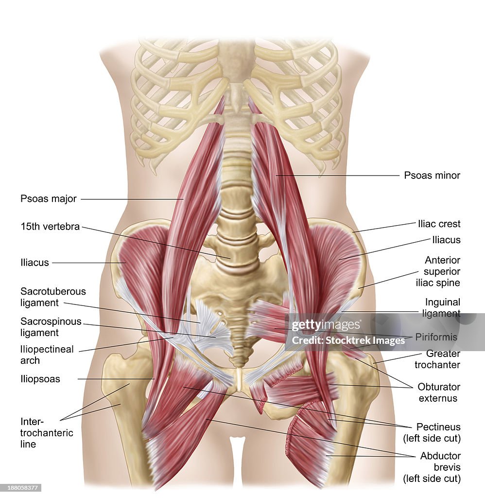 Anatomy of iliopsoa, often referred to as the dorsal hip muscles. These muscles are distinct in the abdomen.