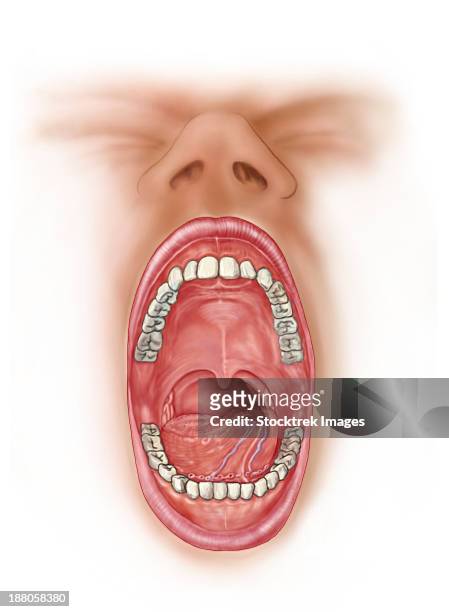 anatomy of human mouth cavity. - fauces stock illustrations