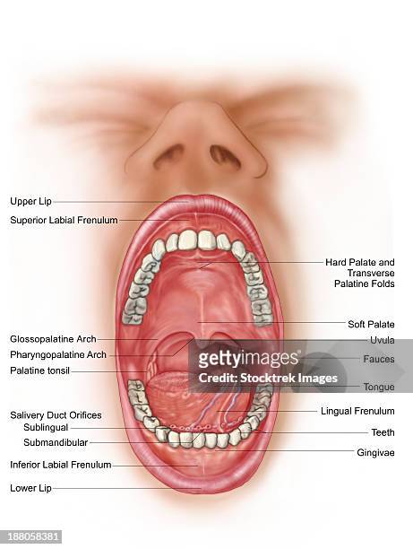 anatomy of human mouth cavity. - fauces stock-grafiken, -clipart, -cartoons und -symbole