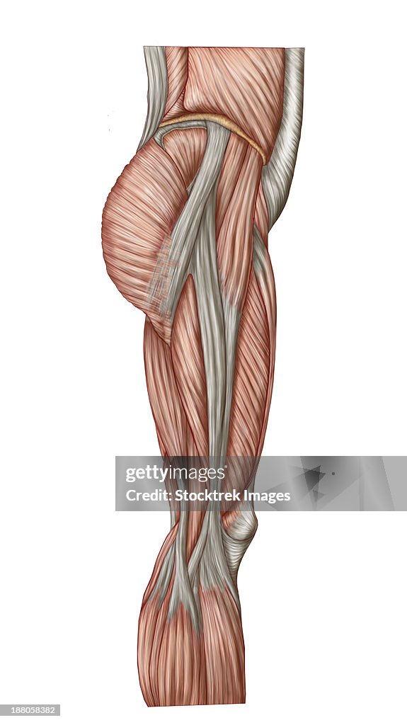 Anatomy of human thigh muscles, anterior view.