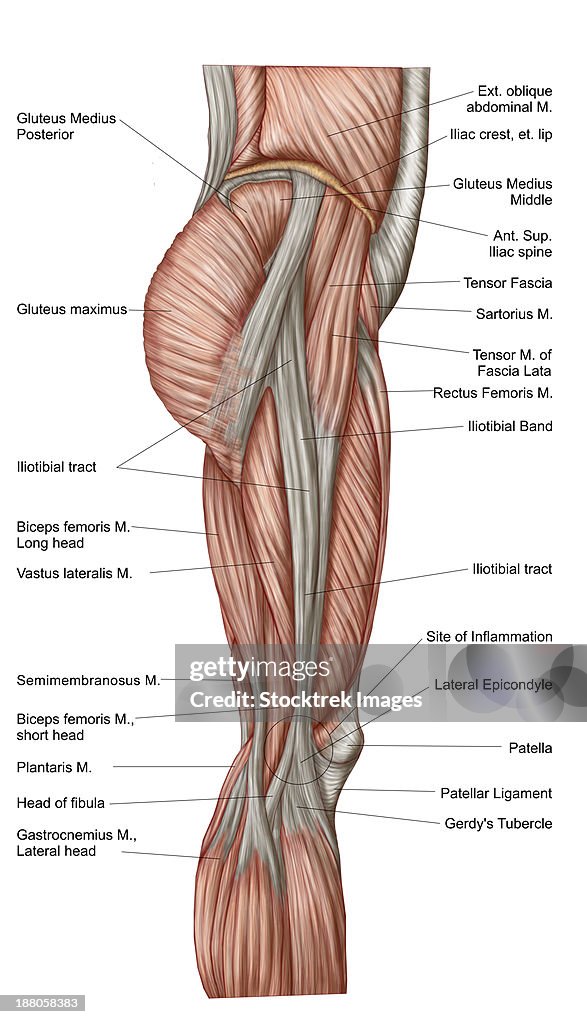 Anatomy of human thigh muscles, anterior view.