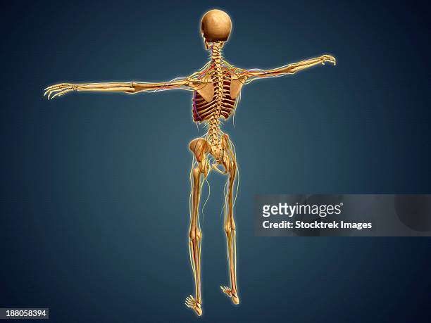 back view of human skeleton with nervous system, arteries and veins. - plexus lumbalis stock-grafiken, -clipart, -cartoons und -symbole