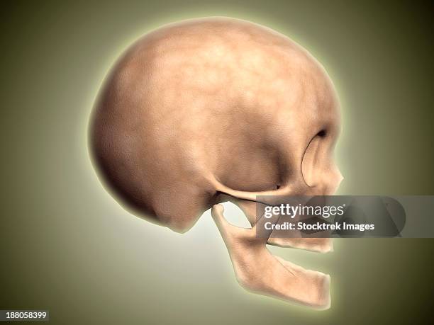 Temporal Side View 208 Temporal Bone High Res Illustrations - Getty Images