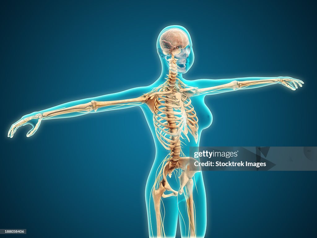 Human Female Roo Female Human Skeletal System