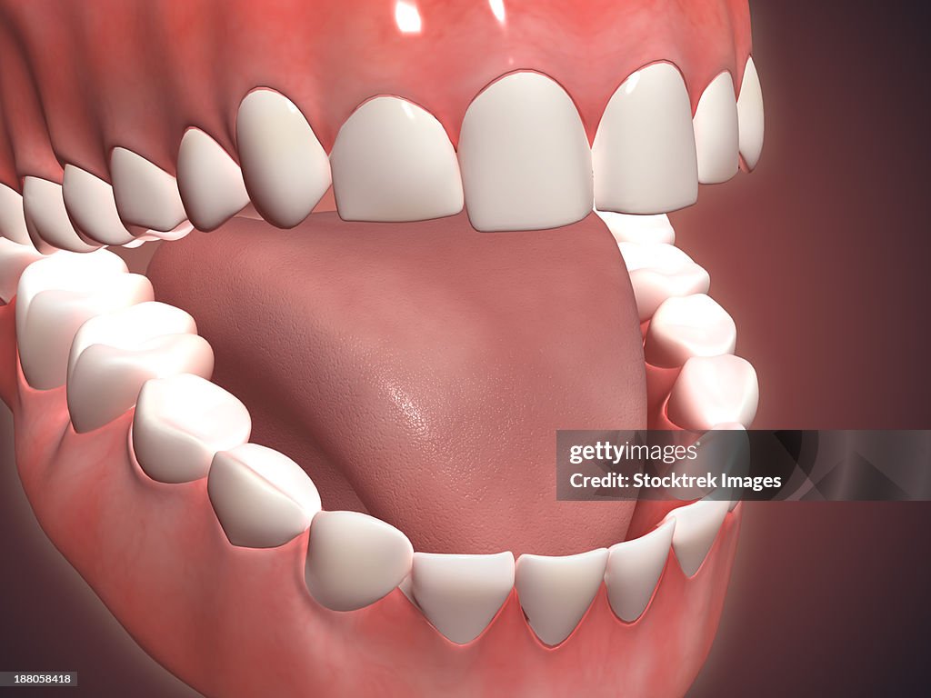 Medical illustration of human mouth open, showing teeth, gums and tongue.