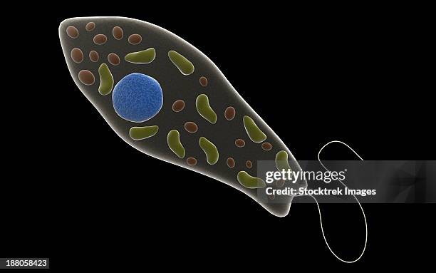 conceptual image of euglena. - euglenoid stock illustrations
