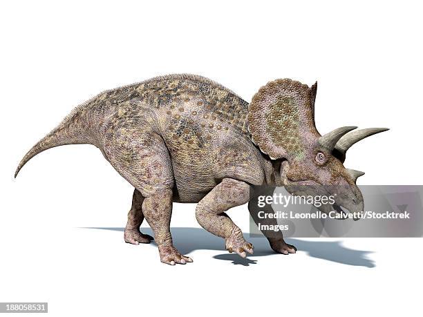 3d rendering of a triceratops dinosaur, side view. - triceratops stock illustrations