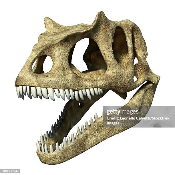 3d rendering of an allosaurus skull. - allosaurus stock illustrations