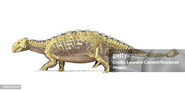 3d rendering of an ankylosaurus dinosaur with full skeleton superimposed, side view. this armored dinosaur lived in the early mesozoic era. - bristle animal part stock-grafiken, -clipart, -cartoons und -symbole