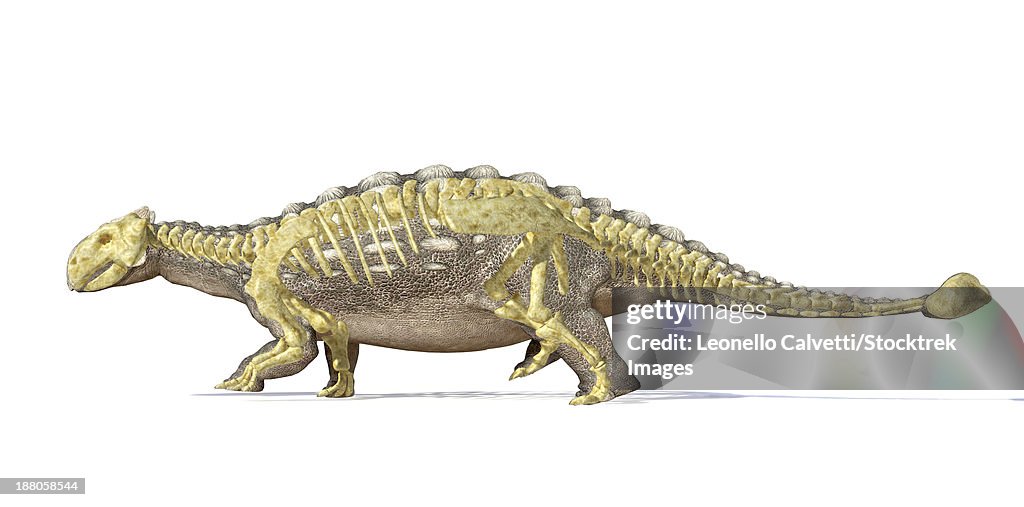 3D rendering of an Ankylosaurus dinosaur with full skeleton superimposed, side view. This armored dinosaur lived in the early Mesozoic era.