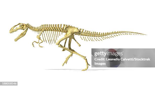 3d rendering of a giganotosaurus dinosaur skeleton, side view. - spine 3d render stock illustrations