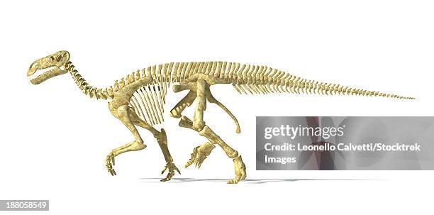 3d rendering of an iguanodon dinosaur skeleton, side view. - ancient human bones stock illustrations