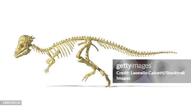 3d rendering of a pachycephalosaurus dinosaur skeleton, side view. - crown skull stock illustrations