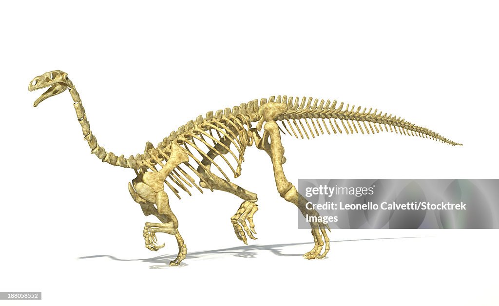 3D rendering of a Plateosaurus dinosaur skeleton, perspective view.