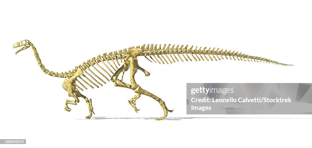 3D rendering of a Plateosaurus dinosaur skeleton, side view.