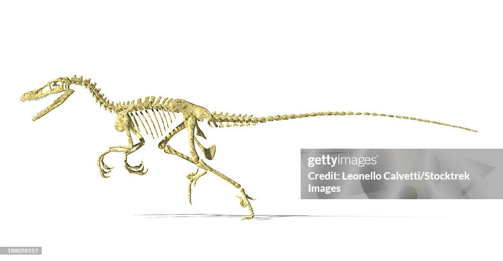 3D rendering of a Velociraptor dinosaur skeleton, side view.