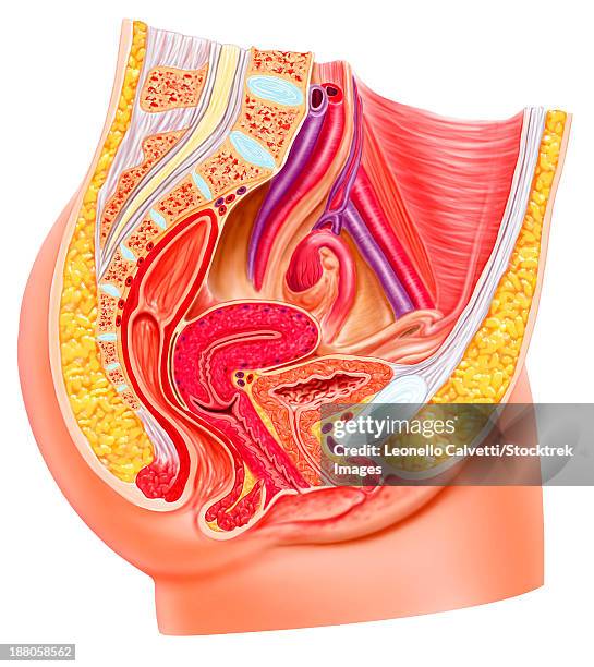 ilustraciones, imágenes clip art, dibujos animados e iconos de stock de anatomy of female reproductive system. - labia majora