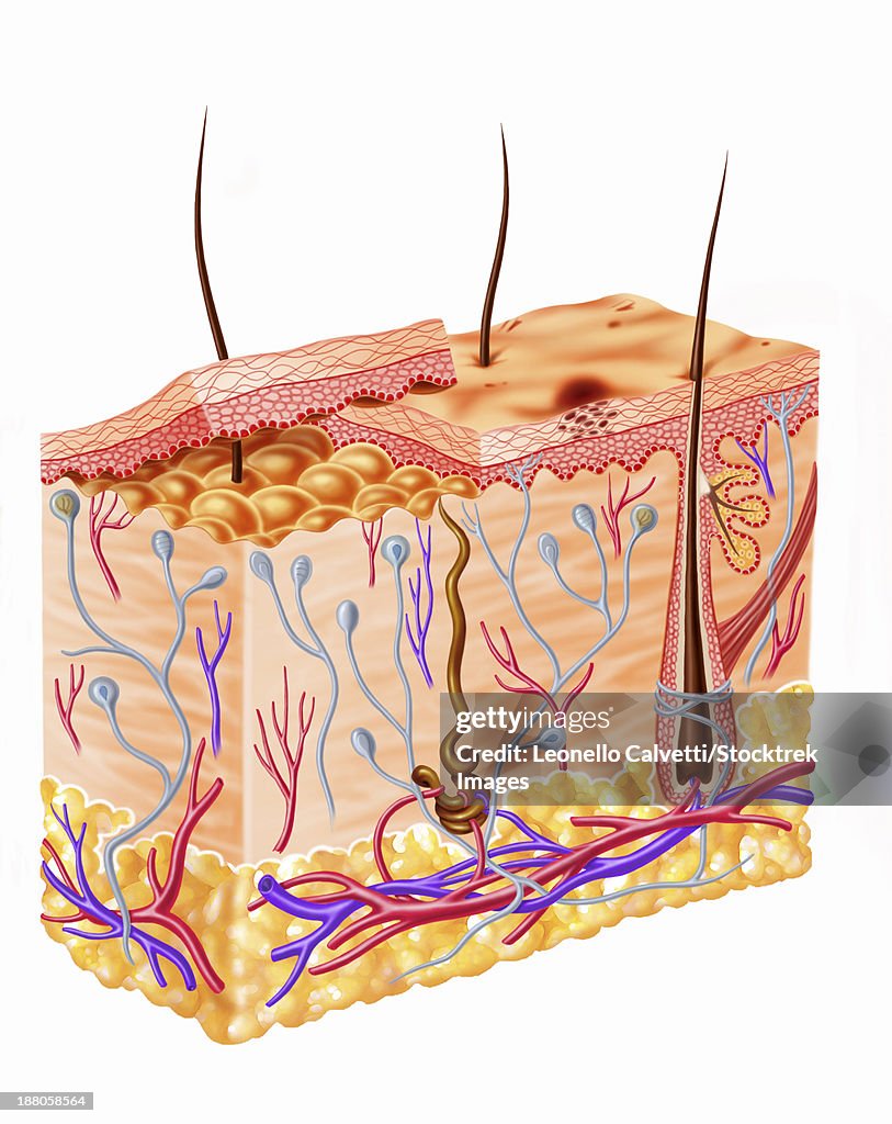 Diagram showing anatomy of human skin.