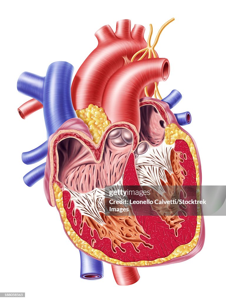 Anatomy of human heart, cross section with detailed internal structure.