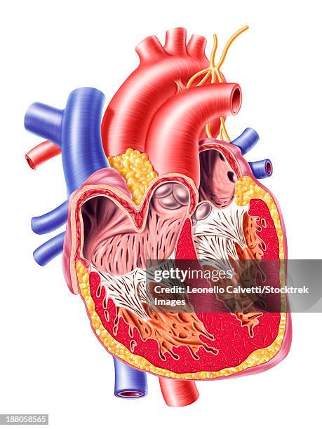 anatomy of human heart, cross section with detailed internal structure. - papillary muscle stock illustrations