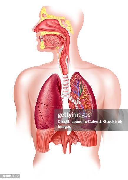 cutaway diagram of human respiratory system, including nasal and mouth cross section. - nasal passage stock illustrations