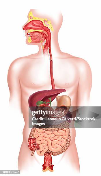 Cross Section Of Human Digestive System, 照片檔