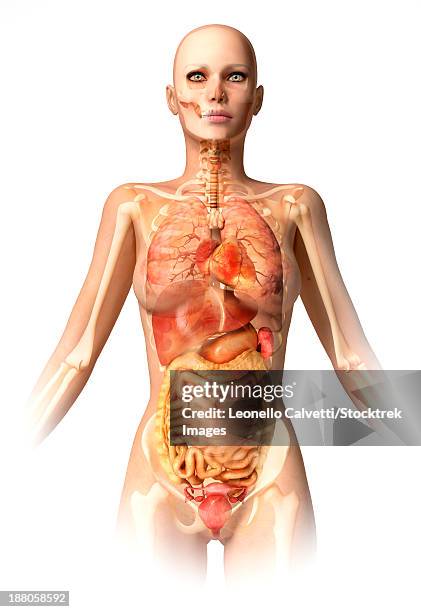 ilustrações de stock, clip art, desenhos animados e ícones de anatomy of female body with bone skeleton and all internal organs superimposed. - intestino delgado humano