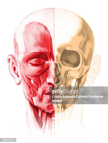 anatomy of a male human head, with half muscles and half skull, front view. - trapezoid stock illustrations