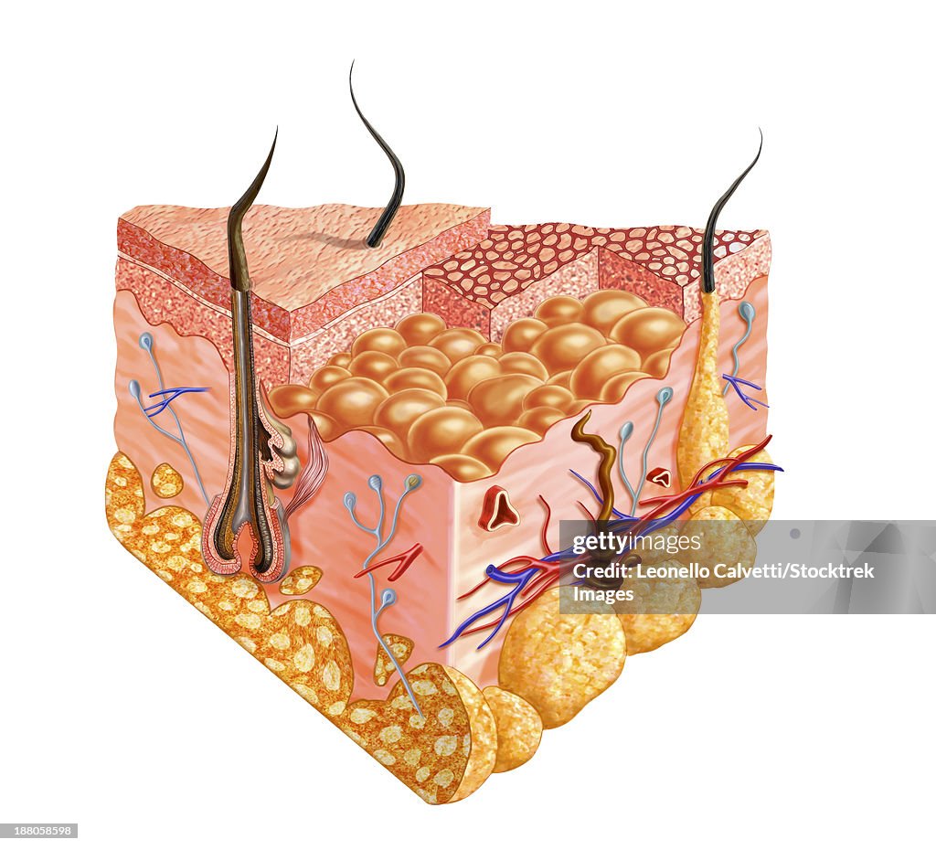 Detailed cutaway diagram of human skin.