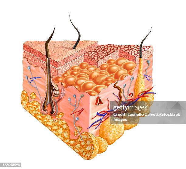 detailed cutaway diagram of human skin. - sebaceous gland stock illustrations