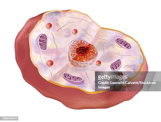 stockillustraties, clipart, cartoons en iconen met human cell anatomy. - nucleolus