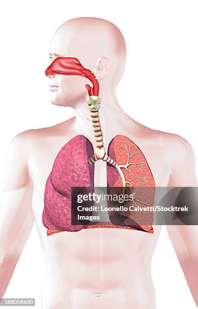 illustrazioni stock, clip art, cartoni animati e icone di tendenza di cross section of human respiratory system. - nasal passage